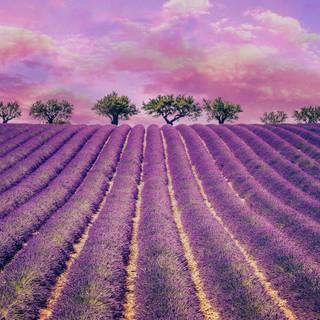 Lavander 4k wallpaper
