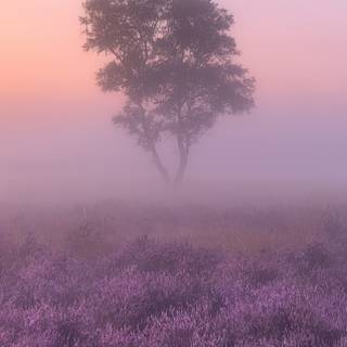 iPhone 15 purple wallpaper