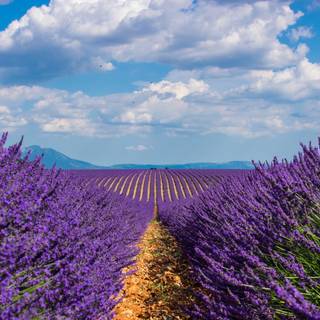 Lavander 4k wallpaper