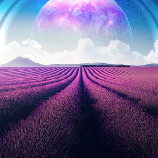 Lavander 4k wallpaper