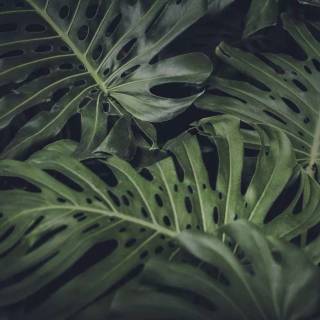 Google vignette wallpaper