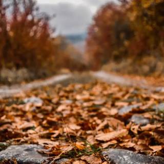 Fall 4k phone wallpaper