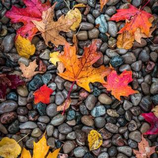 Fall 4k phone wallpaper