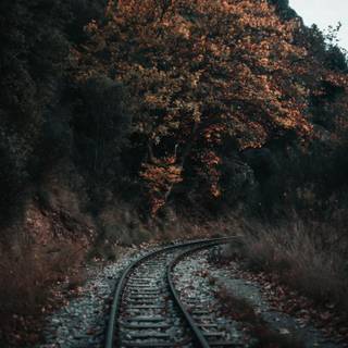 Fall 4k phone wallpaper