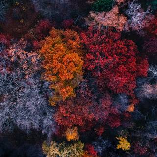 Fall 4k phone wallpaper