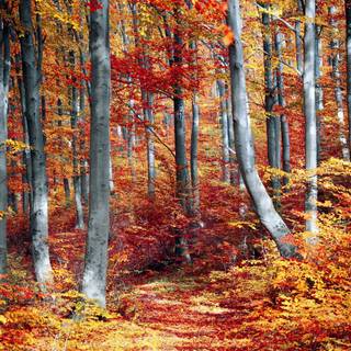 2880x1800 autumn wallpaper