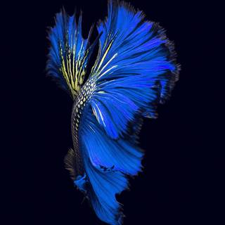 Blue laptop 4k wallpaper