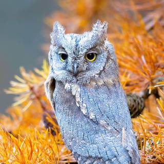 Fall 4k phone wallpaper