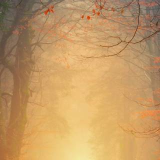 Fall 4k phone wallpaper