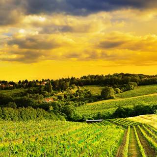 Vienna iPhone wallpaper