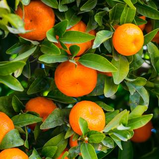 Fruit laptop wallpaper