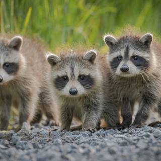 Baby raccoon wallpaper