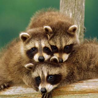 Baby raccoon wallpaper