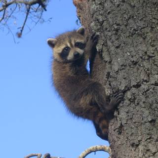 Baby raccoon wallpaper