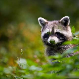Baby raccoon wallpaper