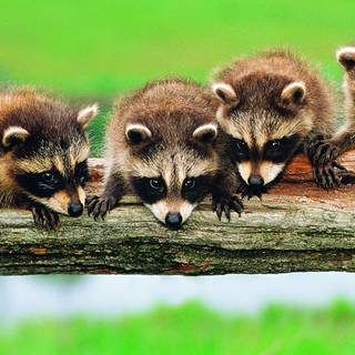 Baby raccoon wallpaper