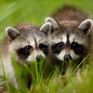 Baby raccoon wallpaper