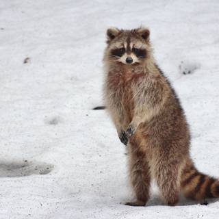 Baby raccoon wallpaper