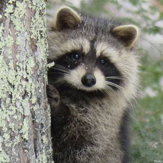 Baby raccoon wallpaper