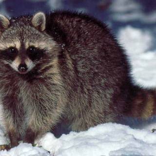 Baby raccoon wallpaper