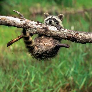 Baby raccoon wallpaper