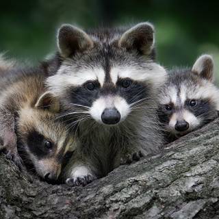 Baby raccoon wallpaper