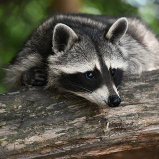 Baby raccoon wallpaper