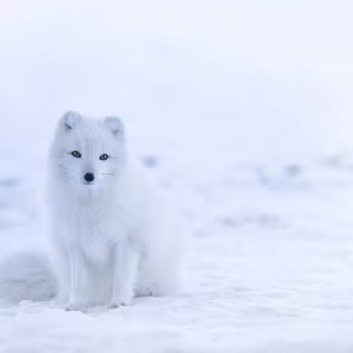 Cute arctic fox wallpaper