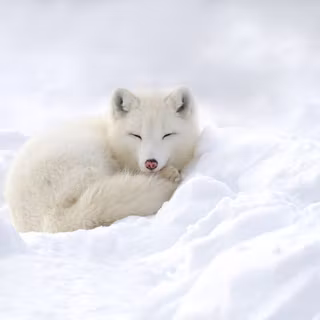 Cute arctic fox wallpaper