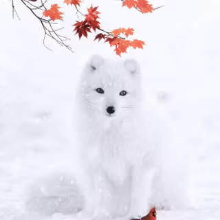 Cute arctic fox wallpaper