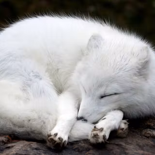 Cute arctic fox wallpaper