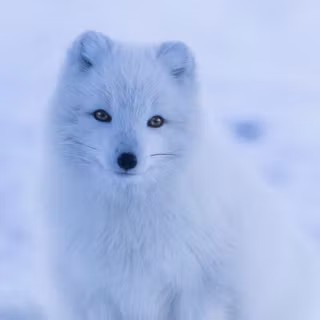 Cute arctic fox wallpaper