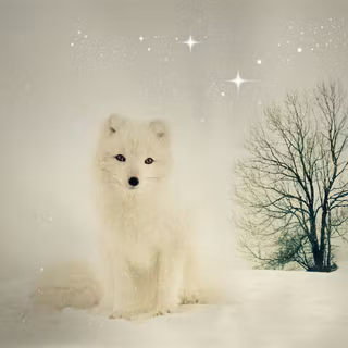 Cute arctic fox wallpaper