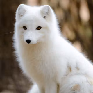 Cute arctic fox wallpaper