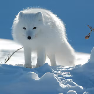 Cute arctic fox wallpaper