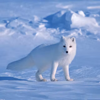 Cute arctic fox wallpaper