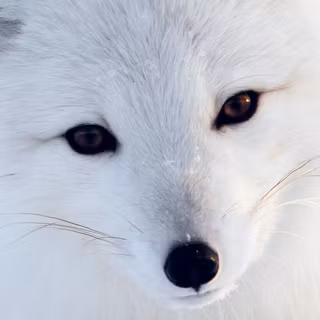 Cute arctic fox wallpaper