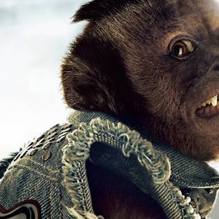 The Hangover Part II wallpaper