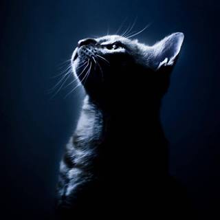 Lonely cat wallpaper