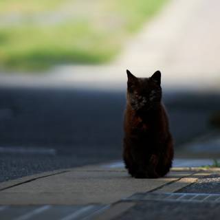 Lonely cat wallpaper