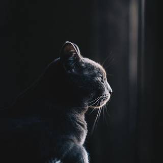 Lonely cat wallpaper