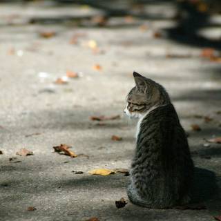 Lonely cat wallpaper