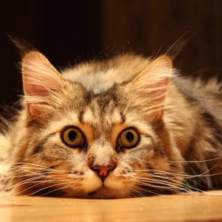 Lonely cat wallpaper