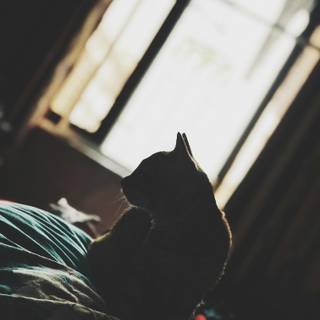 Lonely cat wallpaper