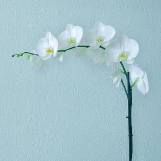 Fake flowers wallpaper