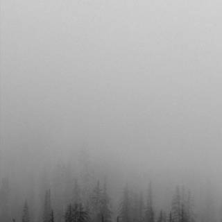 Half black wallpaper