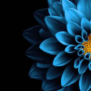 Half black wallpaper