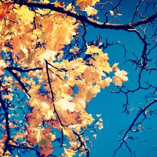 Aesthetic blue fall wallpaper