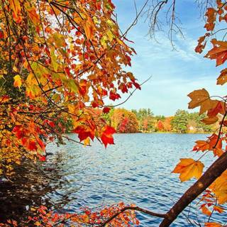 Autumn lake phone wallpaper