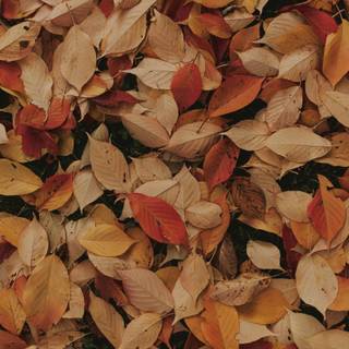Horizontal autumn wallpaper